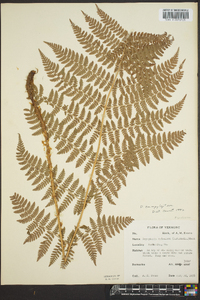 Dryopteris campyloptera image