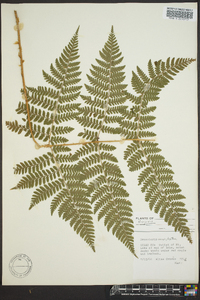 Dryopteris campyloptera image