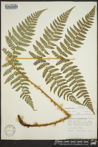 Dryopteris campyloptera image