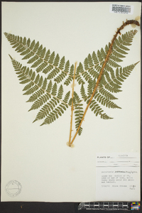 Dryopteris campyloptera image