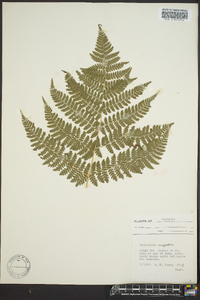 Dryopteris campyloptera image