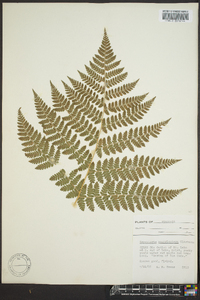 Dryopteris campyloptera image