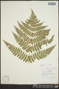 Dryopteris campyloptera image