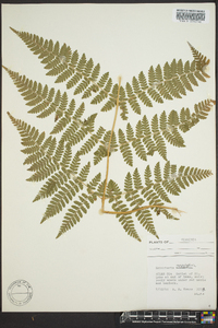 Dryopteris campyloptera image