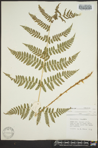 Dryopteris campyloptera image