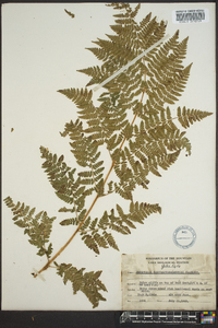 Dryopteris campyloptera image