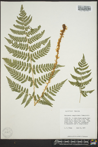 Dryopteris campyloptera image