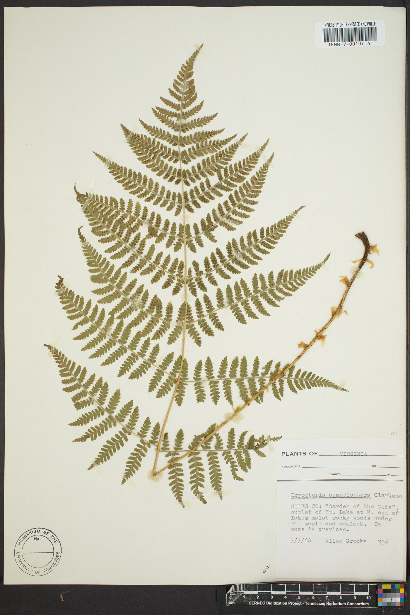 Dryopteris campyloptera image