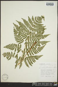 Dryopteris campyloptera image