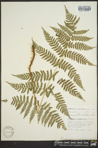 Dryopteris campyloptera image