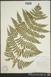 Dryopteris campyloptera image