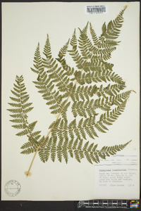 Dryopteris campyloptera image