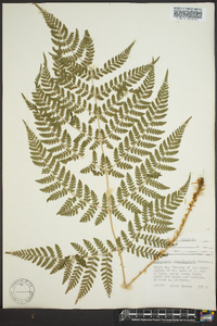 Dryopteris campyloptera image