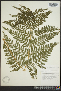 Dryopteris campyloptera image