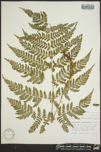 Dryopteris campyloptera image