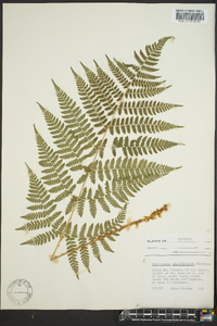 Dryopteris campyloptera image