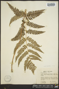 Dryopteris celsa image