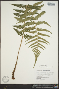 Dryopteris celsa image