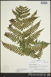 Dryopteris celsa image