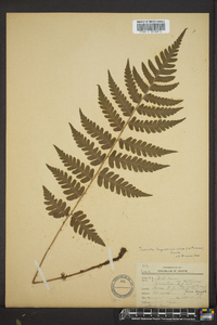 Dryopteris celsa image