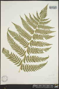 Dryopteris celsa image