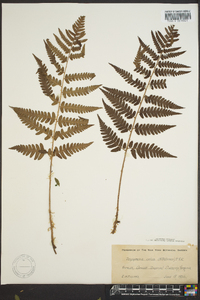 Dryopteris celsa image