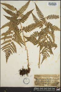 Dryopteris celsa image