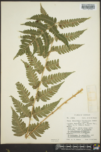 Dryopteris clintoniana image