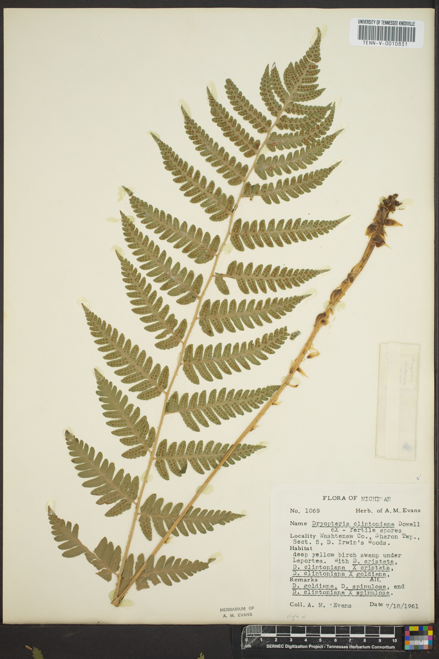 Dryopteris clintoniana image