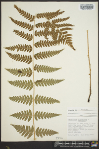 Dryopteris clintoniana image