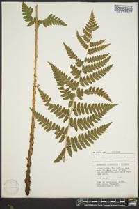 Dryopteris clintoniana image