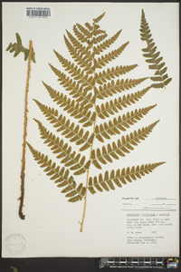 Dryopteris clintoniana image