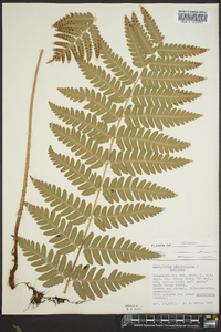 Dryopteris clintoniana image