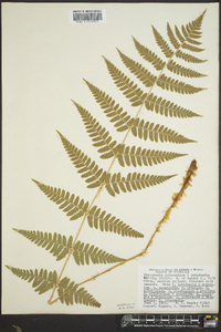 Dryopteris clintoniana image