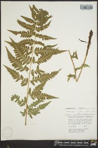 Dryopteris clintoniana image