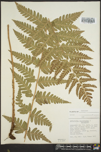 Dryopteris clintoniana image