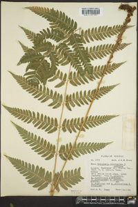 Dryopteris clintoniana image