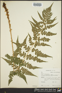 Dryopteris clintoniana image