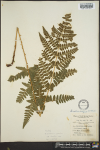 Dryopteris clintoniana image