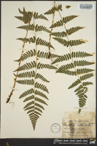 Dryopteris × boottii image