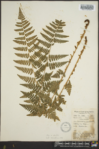 Dryopteris × boottii image