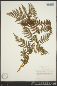 Dryopteris campyloptera image