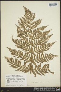 Dryopteris expansa image