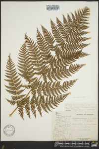 Dryopteris expansa image