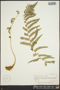 Dryopteris filix-mas image