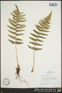 Dryopteris filix-mas image