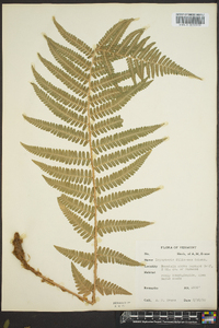 Dryopteris filix-mas image