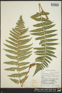 Dryopteris filix-mas image