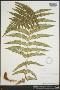 Dryopteris filix-mas image