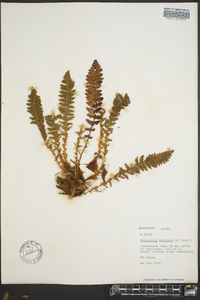 Dryopteris fragrans image